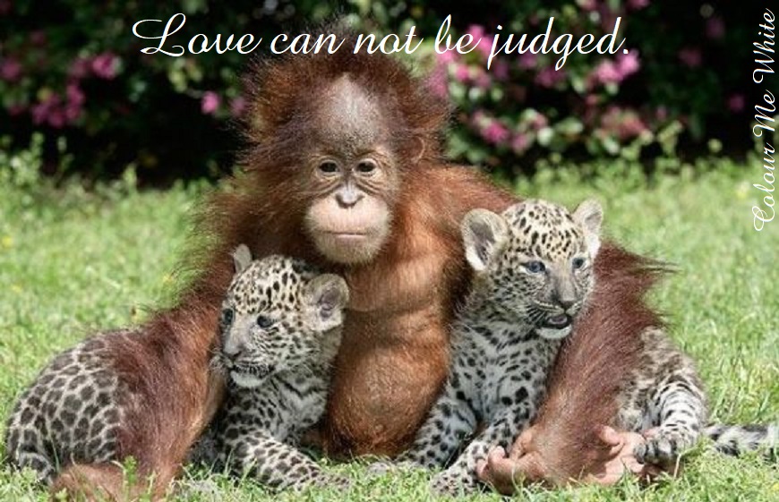 Love Can Not Be Judged